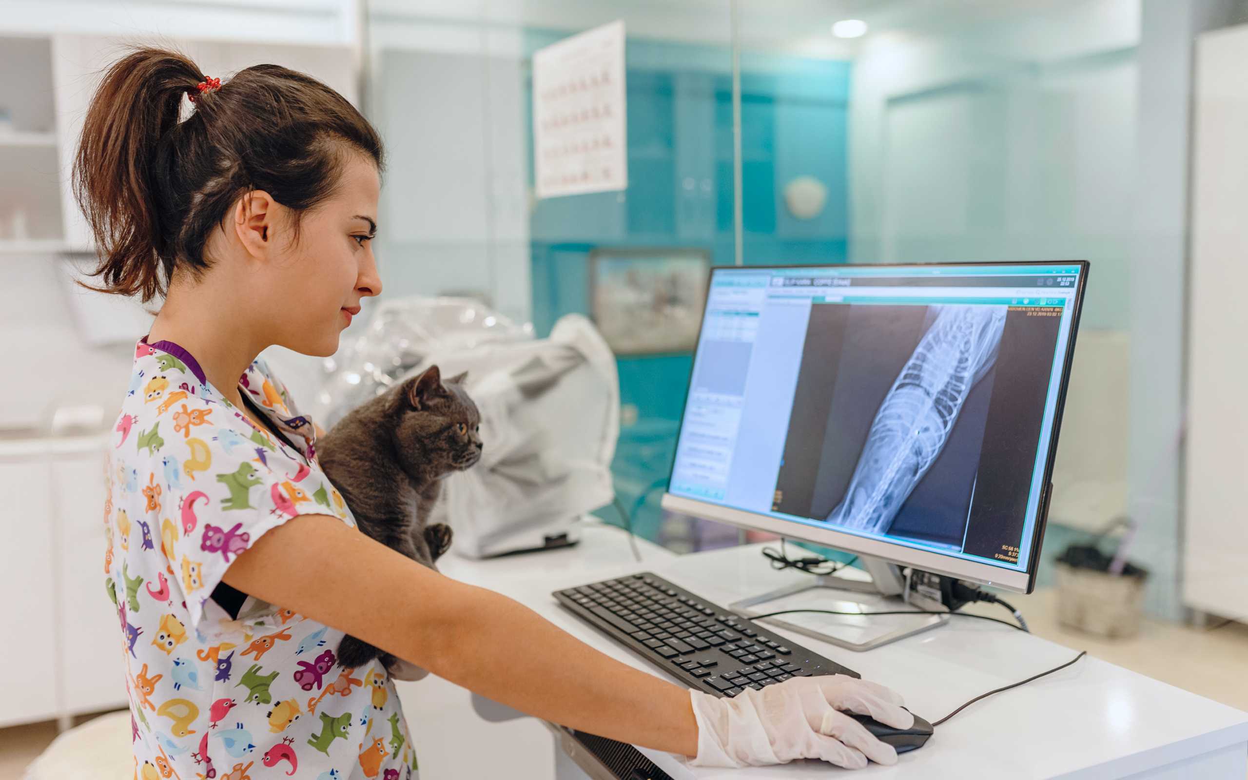 Veterinär som håller en katt och tittar på en skärm med patientjournaler